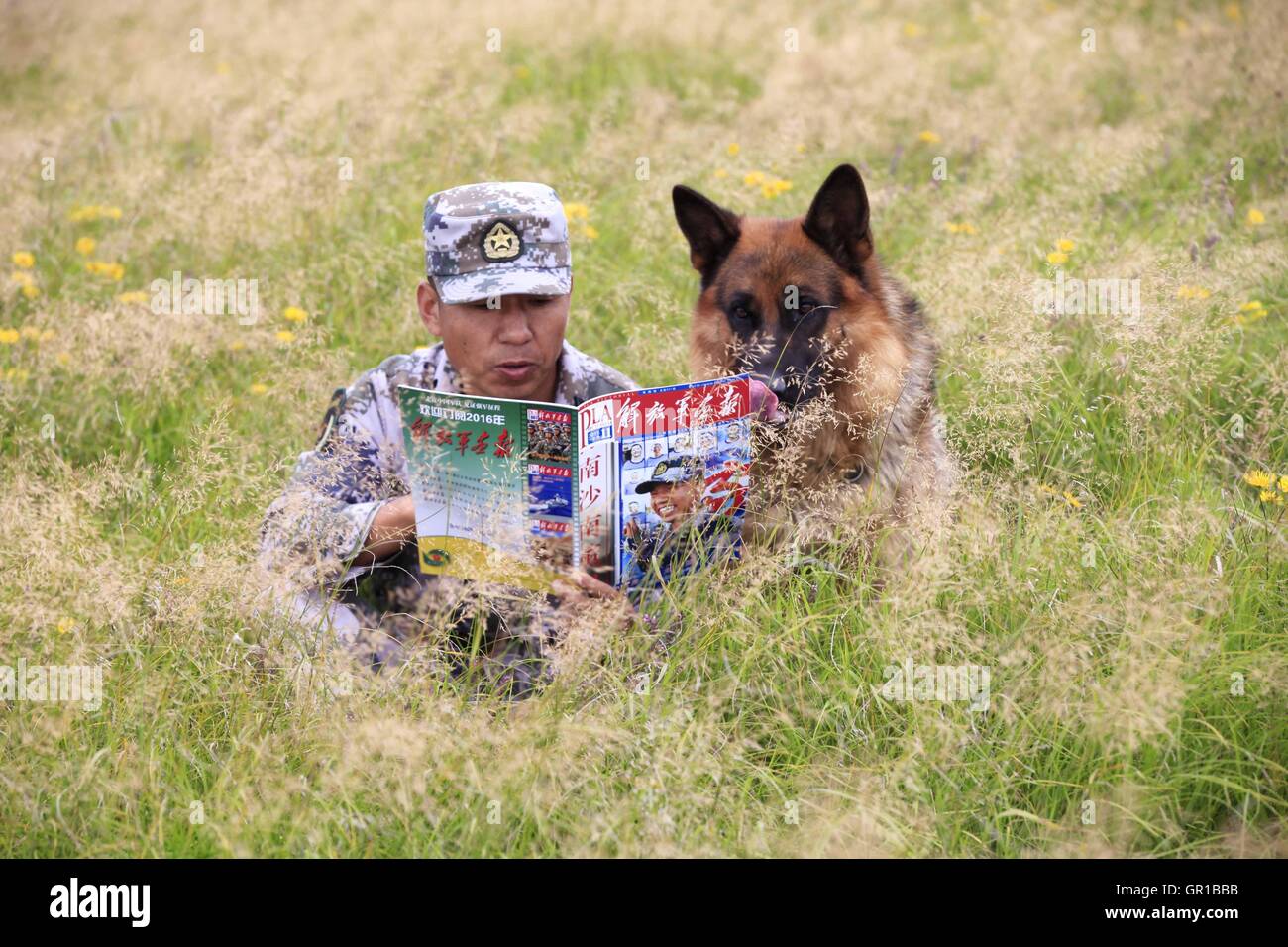 Dalian, Dalian, Chine. Sep 6, 2016. Dalian, Chine- ?6 Septembre 2016 : ?(EDITORIAL ?utiliser ?SEULEMENT. ?CHINE ?OUT) .Zhang Xiaolin, un soldat dans le nord-est de la Chine Â.s la province de Heilongjiang, a formé les chiens militaires pendant 23 ans. Comme un soldat expérimenté, Zhang a formé plus de 20 chiens militaires et formé plus de 2 000 soldats dans l'armée. © SIPA Asie/ZUMA/Alamy Fil Live News Banque D'Images Dalian, Dalian, Chine. Sep 6, 2016. Dalian, Chine- ?6 Septembre 2016 : ?(EDITORIAL ?utiliser ?SEULEMENT. ?CHINE ?OUT) .Zhang Xiaolin, un soldat dans le nord-est de la Chine Â.s la province de Heilongjiang, a formé les chiens militaires pendant 23 ans. Comme un soldat expérimenté, Zhang a formé plus de 20 chiens militaires et formé plus de 2 000 soldats dans l'armée. © SIPA Asie/ZUMA/Alamy Fil Live News Banque D'Images