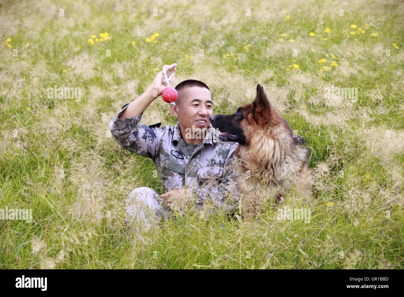 6 septembre 2016 - Dalian, Dalian, Chine - Dalian, Chine- ?6 Septembre 2016 : ?(EDITORIAL ?utiliser ?SEULEMENT. ?CHINE ?OUT) ..Zhang Xiaolin, un soldat dans le nord-est de la Chine Â.s la province de Heilongjiang, a formé les chiens militaires pendant 23 ans. Comme un soldat expérimenté, Zhang a formé plus de 20 chiens militaires et formé plus de 2 000 soldats dans l'armée. (Crédit Image : © SIPA l'Asie via Zuma sur le fil) Banque D'Images 6 septembre 2016 - Dalian, Dalian, Chine - Dalian, Chine- ?6 Septembre 2016 : ?(EDITORIAL ?utiliser ?SEULEMENT. ?CHINE ?OUT) ..Zhang Xiaolin, un soldat dans le nord-est de la Chine Â.s la province de Heilongjiang, a formé les chiens militaires pendant 23 ans. Comme un soldat expérimenté, Zhang a formé plus de 20 chiens militaires et formé plus de 2 000 soldats dans l'armée. (Crédit Image : © SIPA l'Asie via Zuma sur le fil) Banque D'Images