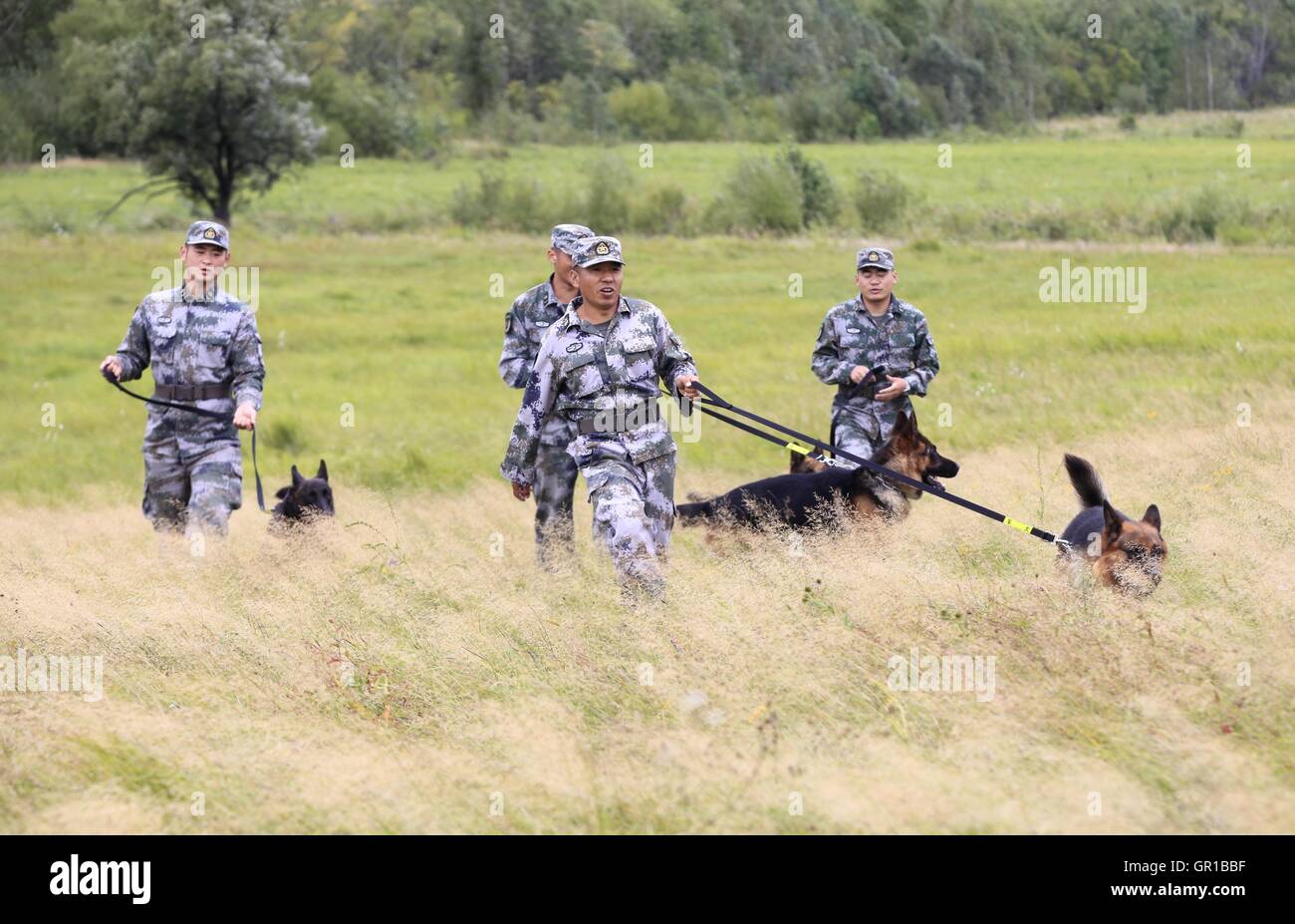 6 septembre 2016 - Dalian, Dalian, Chine - Dalian, Chine- ?6 Septembre 2016 : ?(EDITORIAL ?utiliser ?SEULEMENT. ?CHINE ?OUT) ..Zhang Xiaolin, un soldat dans le nord-est de la Chine Â.s la province de Heilongjiang, a formé les chiens militaires pendant 23 ans. Comme un soldat expérimenté, Zhang a formé plus de 20 chiens militaires et formé plus de 2 000 soldats dans l'armée. (Crédit Image : © SIPA l'Asie via Zuma sur le fil) Banque D'Images 6 septembre 2016 - Dalian, Dalian, Chine - Dalian, Chine- ?6 Septembre 2016 : ?(EDITORIAL ?utiliser ?SEULEMENT. ?CHINE ?OUT) ..Zhang Xiaolin, un soldat dans le nord-est de la Chine Â.s la province de Heilongjiang, a formé les chiens militaires pendant 23 ans. Comme un soldat expérimenté, Zhang a formé plus de 20 chiens militaires et formé plus de 2 000 soldats dans l'armée. (Crédit Image : © SIPA l'Asie via Zuma sur le fil) Banque D'Images