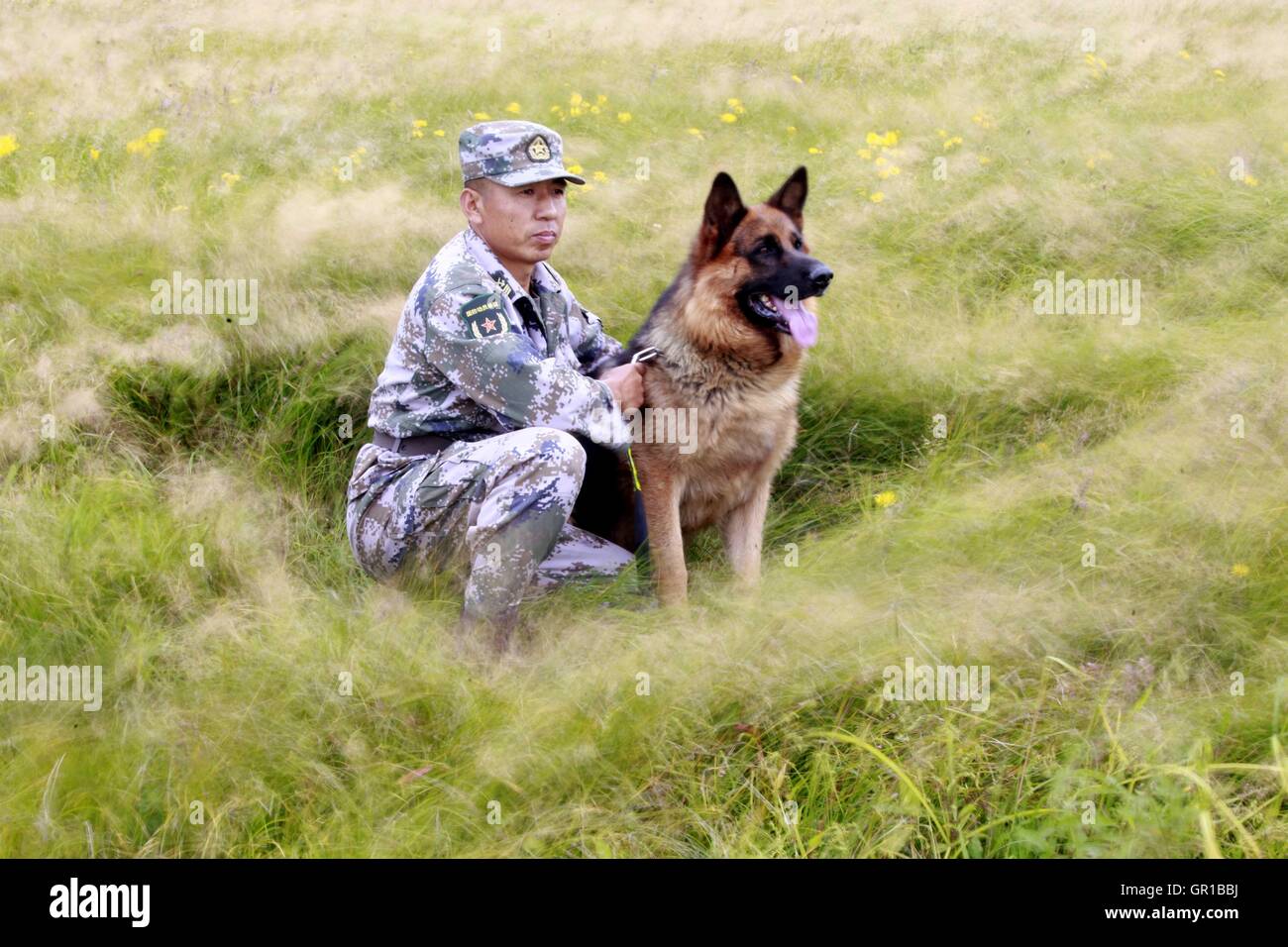 6 septembre 2016 - Dalian, Dalian, Chine - Dalian, Chine- ?6 Septembre 2016 : ?(EDITORIAL ?utiliser ?SEULEMENT. ?CHINE ?OUT) ..Zhang Xiaolin, un soldat dans le nord-est de la Chine Â.s la province de Heilongjiang, a formé les chiens militaires pendant 23 ans. Comme un soldat expérimenté, Zhang a formé plus de 20 chiens militaires et formé plus de 2 000 soldats dans l'armée. (Crédit Image : © SIPA l'Asie via Zuma sur le fil) Banque D'Images 6 septembre 2016 - Dalian, Dalian, Chine - Dalian, Chine- ?6 Septembre 2016 : ?(EDITORIAL ?utiliser ?SEULEMENT. ?CHINE ?OUT) ..Zhang Xiaolin, un soldat dans le nord-est de la Chine Â.s la province de Heilongjiang, a formé les chiens militaires pendant 23 ans. Comme un soldat expérimenté, Zhang a formé plus de 20 chiens militaires et formé plus de 2 000 soldats dans l'armée. (Crédit Image : © SIPA l'Asie via Zuma sur le fil) Banque D'Images