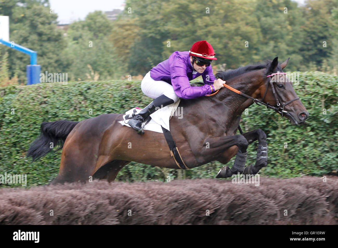 Auteuil, Route des Lacs à Paris, France. 6 Septembre, 2016. La race 4, Melanos énumérés obstacle. Bulkov monté par Steven Colas Crédit : Action Plus de Sports/Alamy Live News Banque D'Images