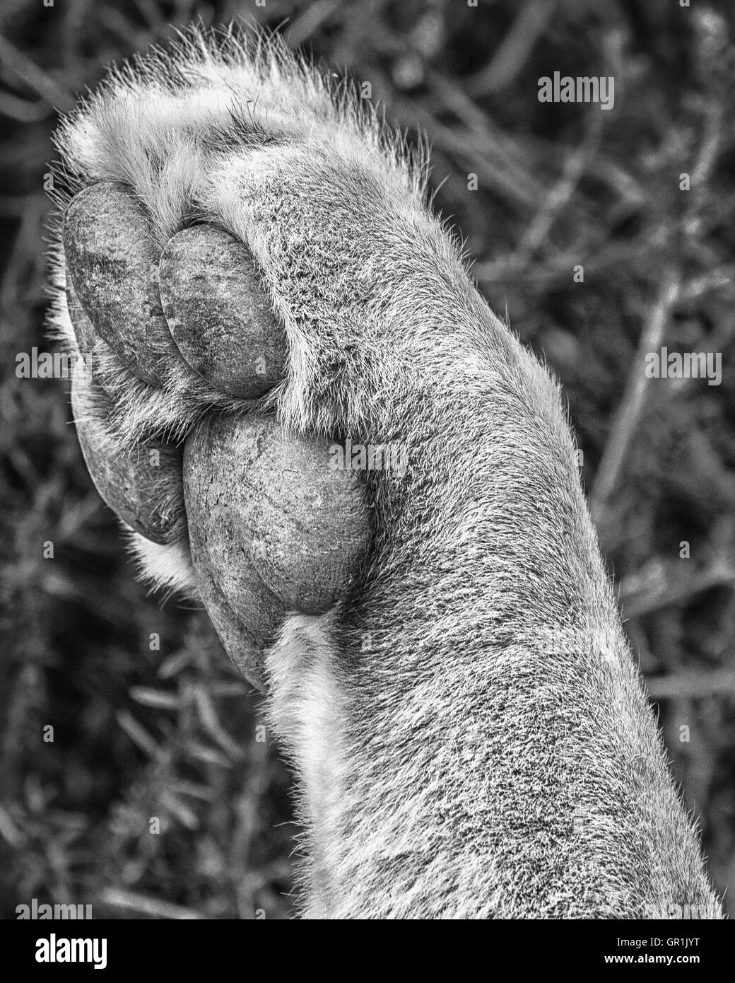 Paws for thought (en monochrome) Banque D'Images