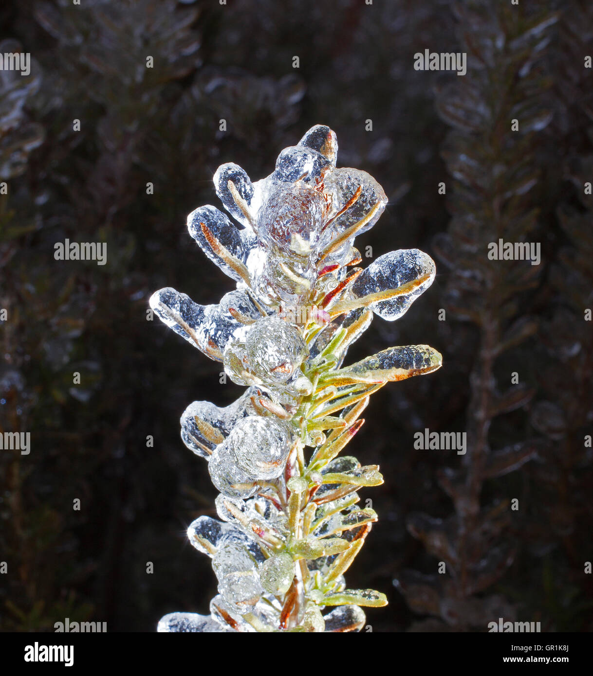 La glace couvrant les branches d'un plant de romarin Banque D'Images