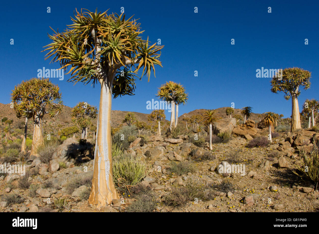 Quiver Tree Forest ( aloe dichotoma ) dans le désert du Karoo, afrique du sud Banque D'Images