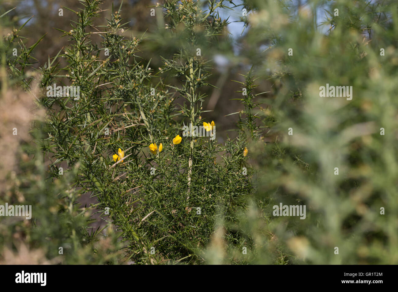 Europäischer Stechginster Stechginster, Gewöhnlicher, Ulex europaeus ajonc commun,, furze, whin Banque D'Images