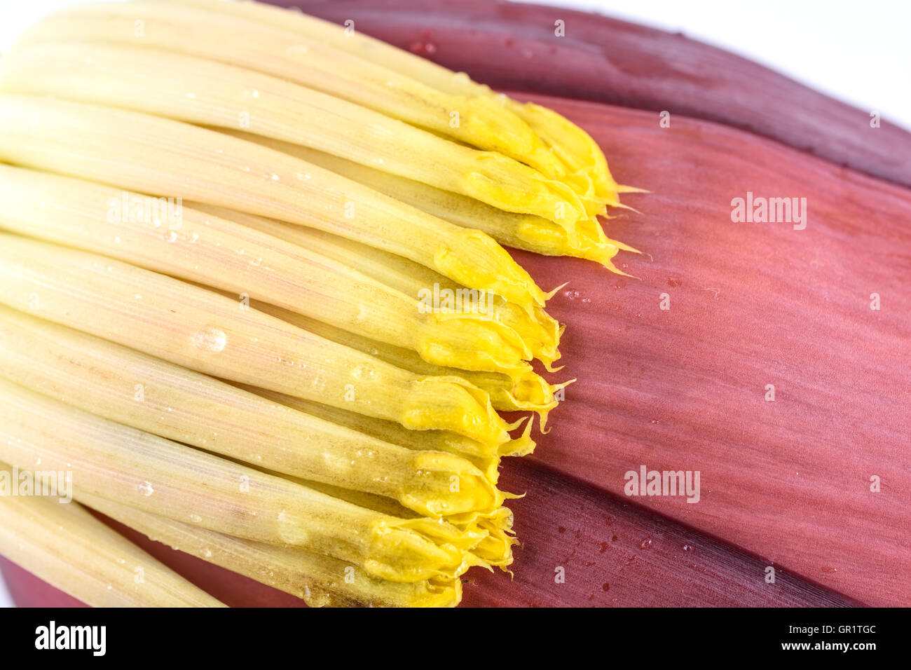 Close up banana bud, crayons isolé sur fond blanc Banque D'Images