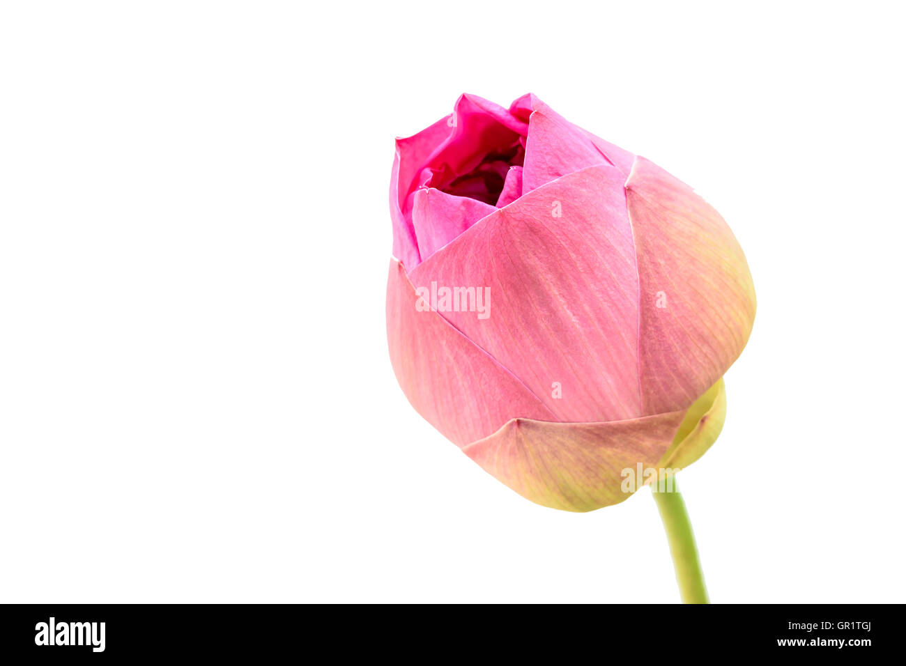 Close up pink lotus (nénuphar) blooming isolé sur fond blanc Banque D'Images