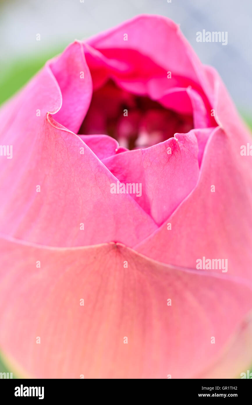 Close up pink lotus (nénuphar) blooming Banque D'Images