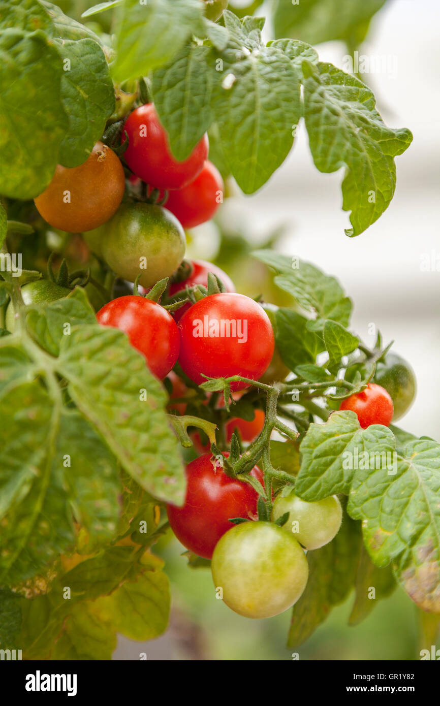 Image de l'usine de tomates cerises. Banque D'Images