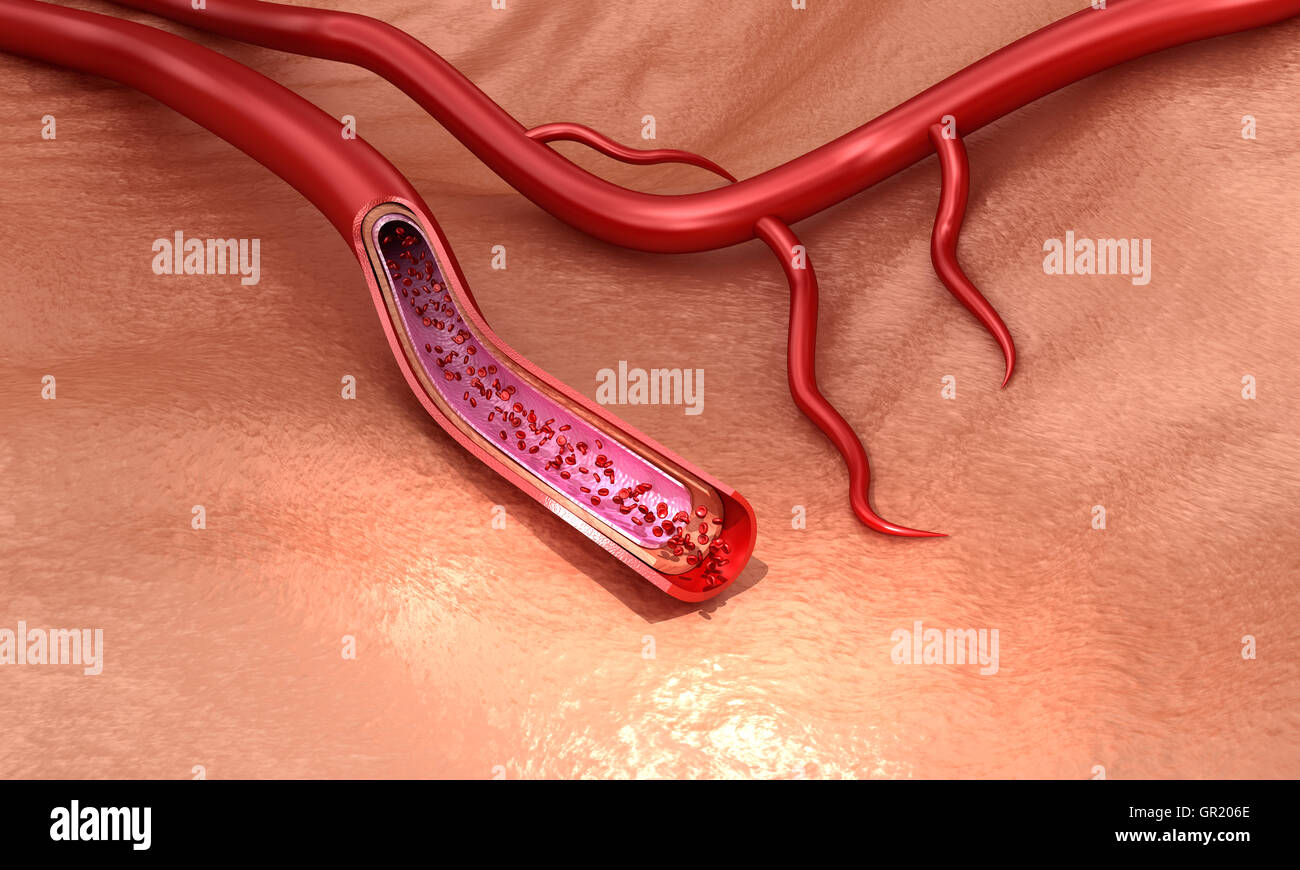 Vaisseau sanguin macro en tranches aux érythrocytes médicalement , illustration 3D précis Banque D'Images