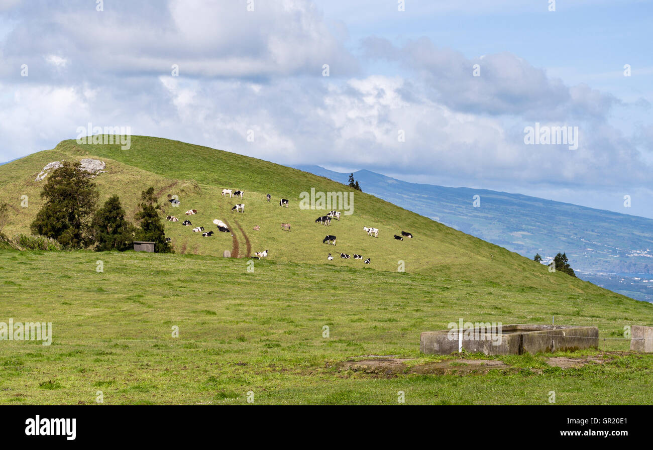 Des vaches et des ânes sur une colline des. Un troupeau de vaches holstein coiffées d'un colline arrondie avec deux ânes brun. Banque D'Images