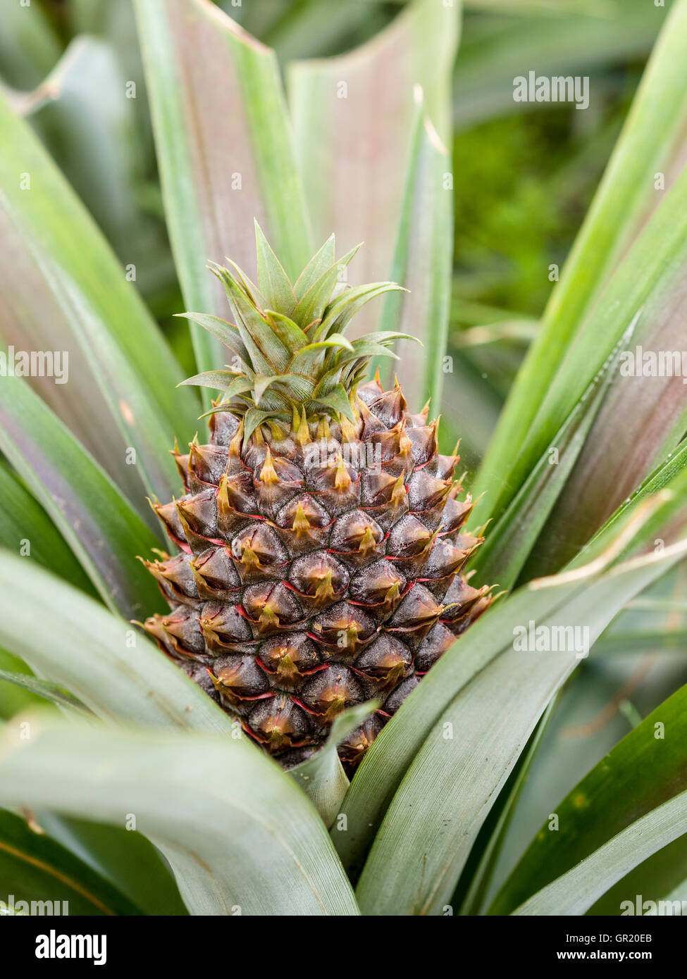 Les jeunes la culture d'Ananas. Un ananas vert mûrit lentement et mûrit dans une serre des. Banque D'Images