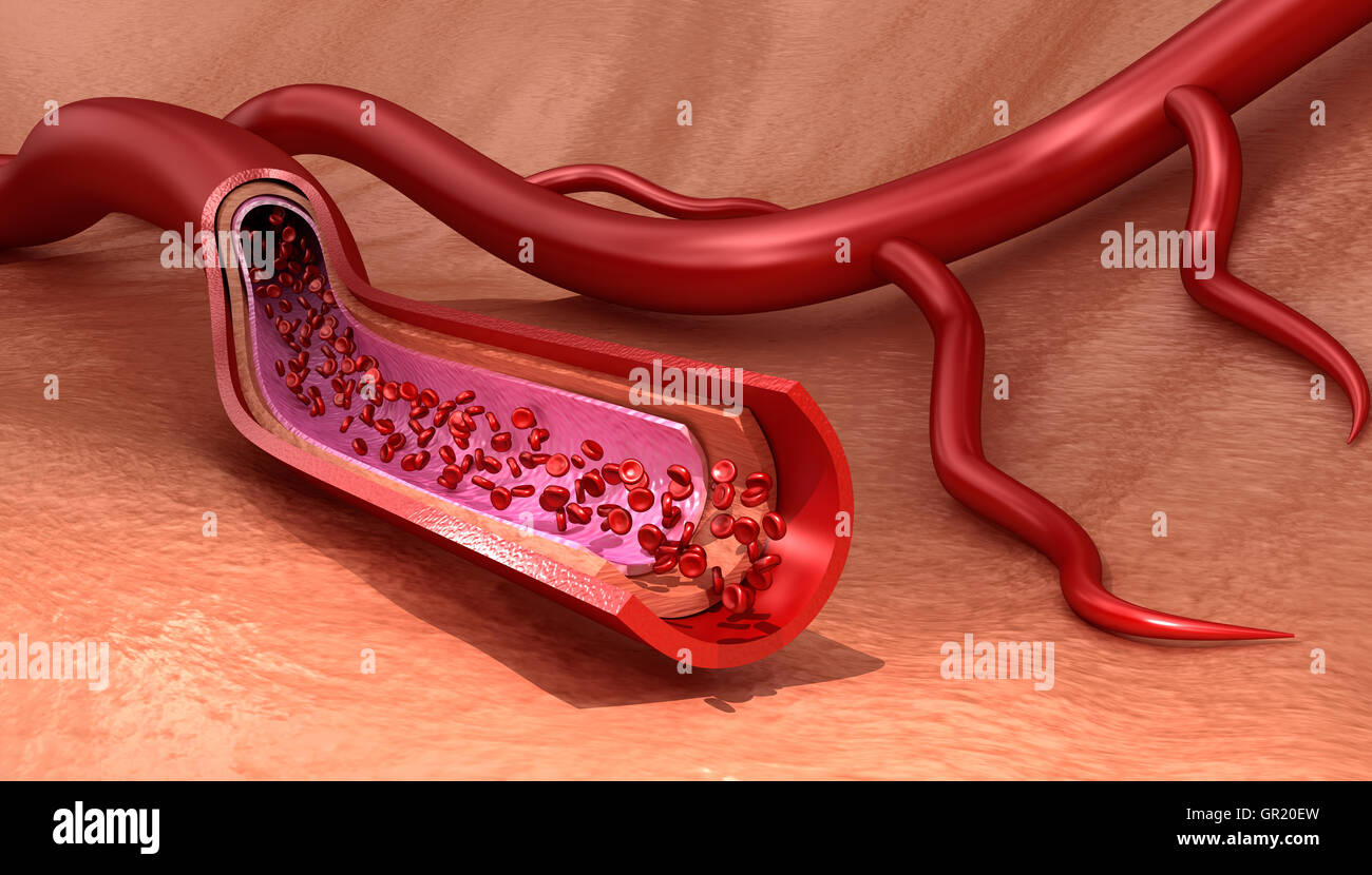 Vaisseau sanguin macro en tranches aux érythrocytes médicalement , illustration 3D précis Banque D'Images
