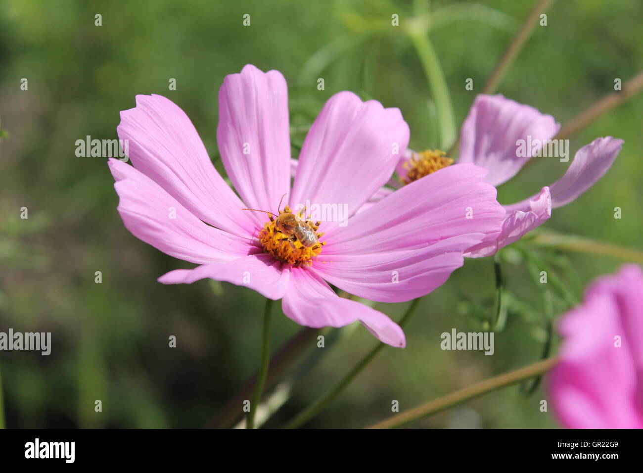 Gros plan de fleurs violettes dans une prairie preserve. Une abeille est l'alimentation sur l'un d'eux. Banque D'Images