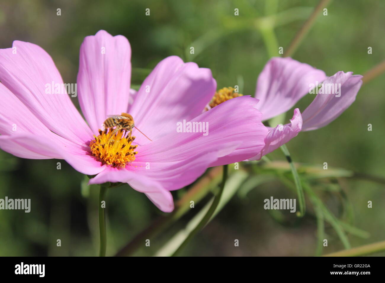 Gros plan de fleurs violettes dans une prairie preserve. Une abeille est l'alimentation sur l'un d'eux. Banque D'Images