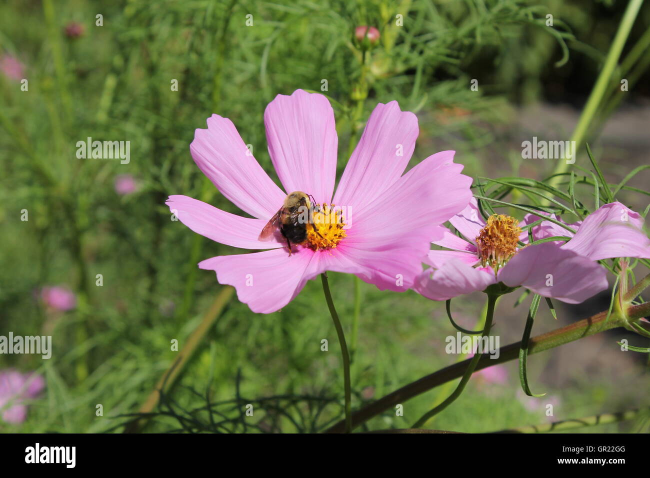 Gros plan de fleurs violettes dans une prairie preserve. Une abeille est l'alimentation sur l'un d'eux. Banque D'Images