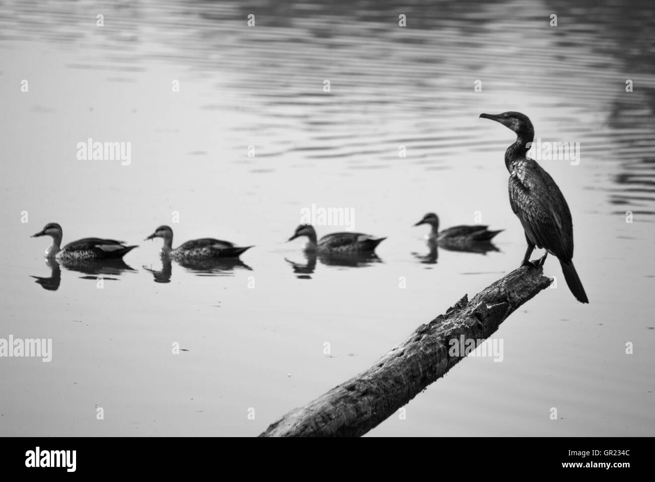 Un Cormoran se détend en se percher sur la rive de lac Karanji. Cormoran Phalacrocorax carbo reposant sur un bois. Banque D'Images