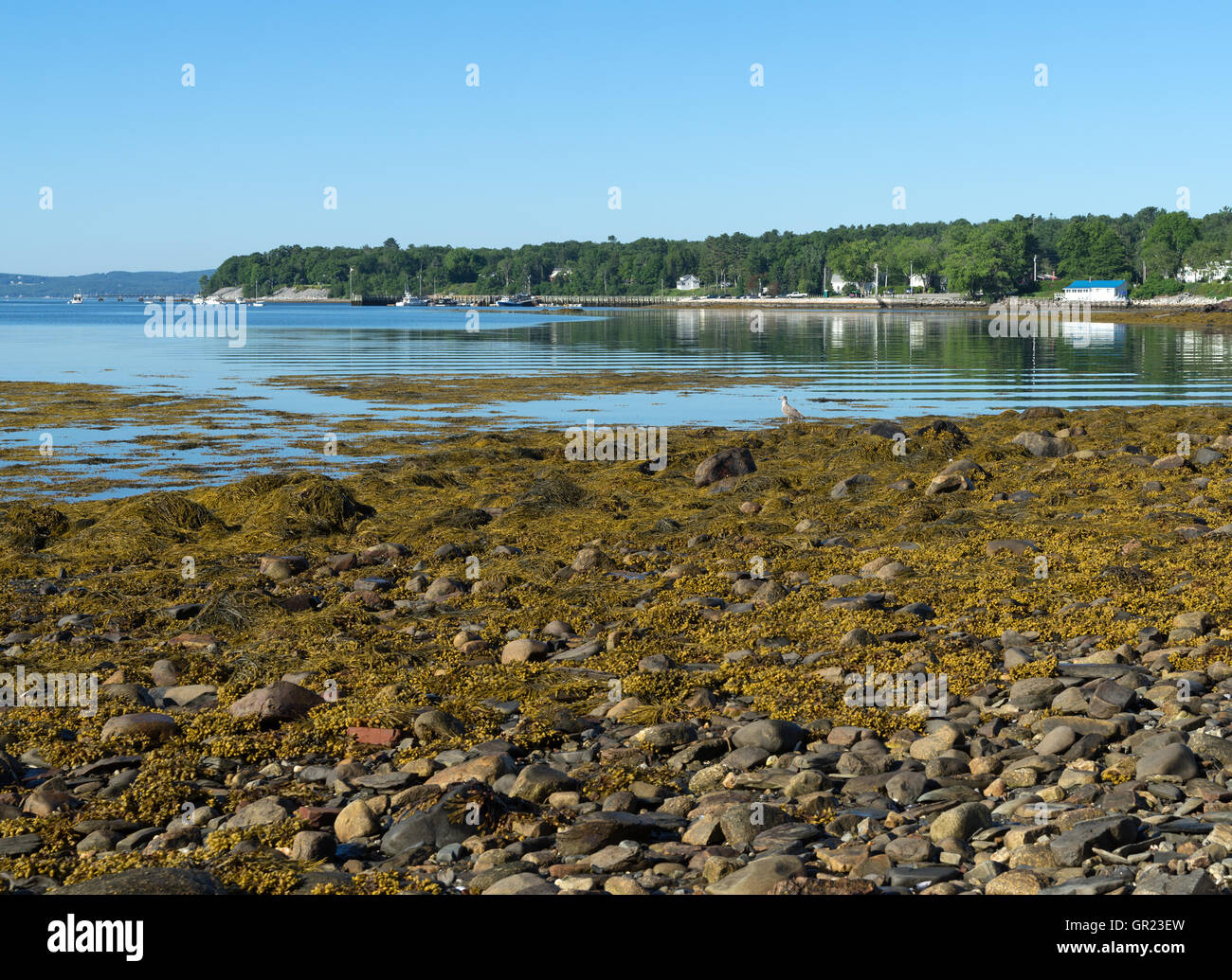 Vue éloignée sur la ville jetée à Bar Harbor Maine durant la marée basse dans l'été. Banque D'Images
