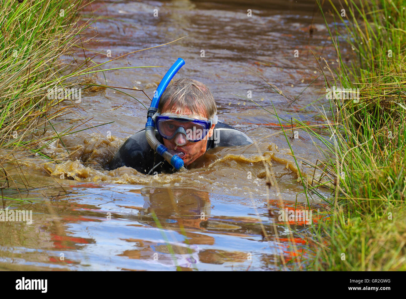 Bog Snorkeling à Llanwrtyd Wells, au Pays de Galles Banque D'Images