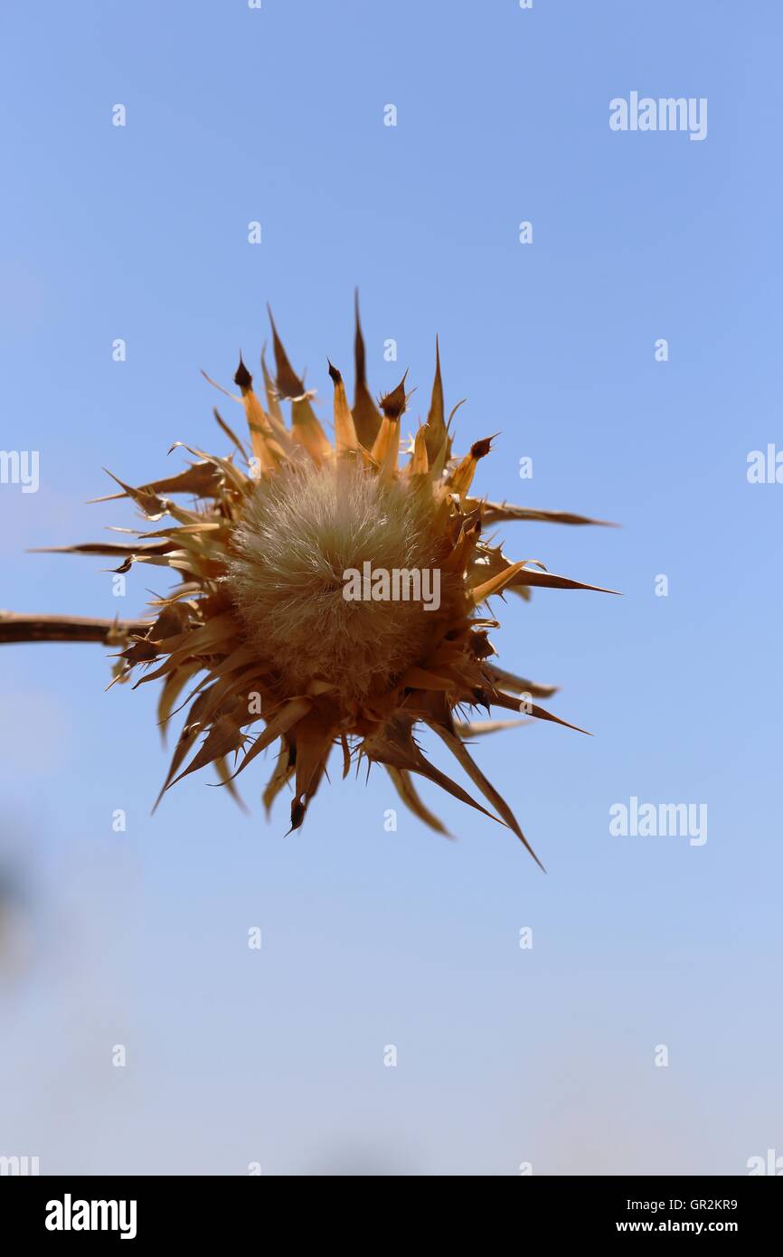 Fleur d'épine à sec, le Chardon de lait. Les fleurs séchées de Silybum Marianum, vue de dessous. Cardus Marianus, Chardon béni, Milkthistle, Marian Thistle, Mar Banque D'Images