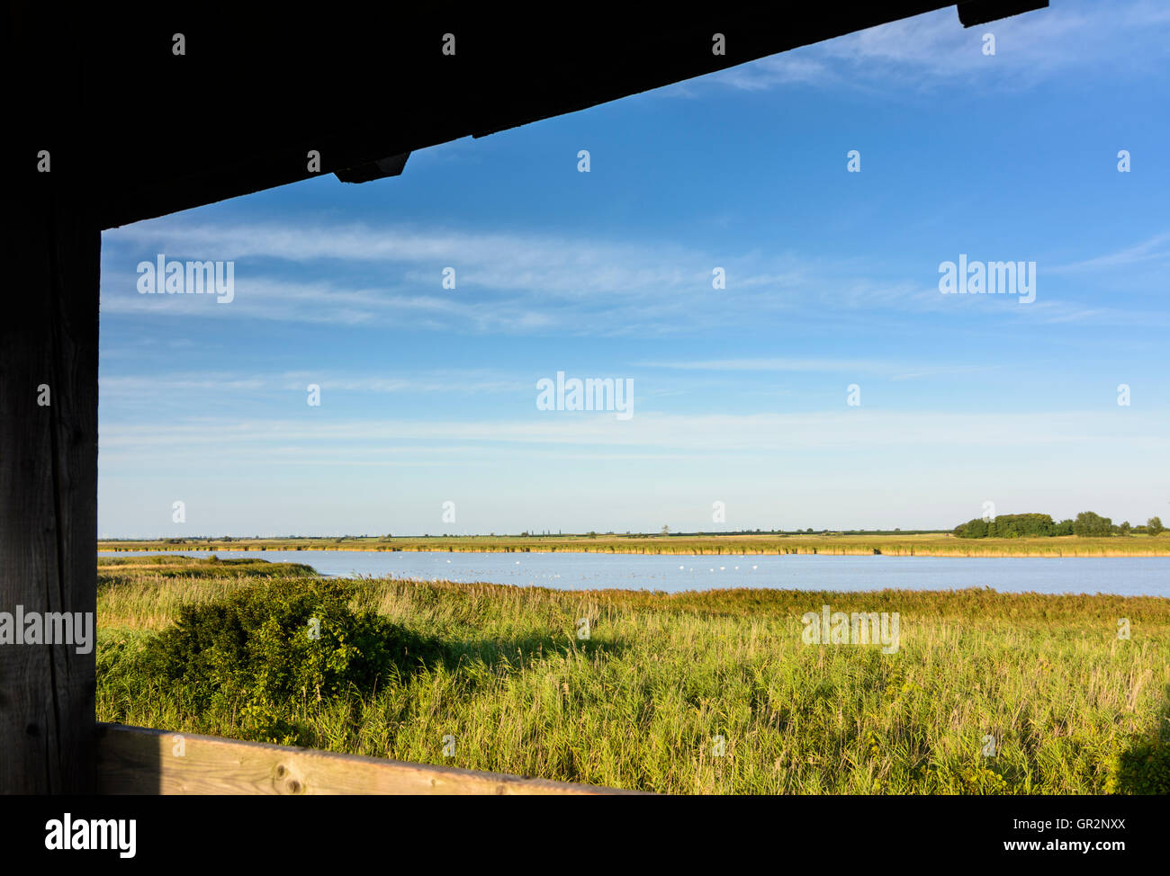 Illmitz : lac Unterer Stinksee, tour d'observation, de l'eau oiseaux, Autriche, Burgenland, parc national de Neusiedler See (Lac de Neusiedl Banque D'Images