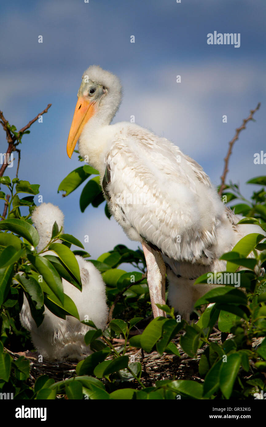 Wood stork chick à environ 4-5 semaines dans le profil des regards de son nid. Ses plumes tête floue va bientôt s'atténuer . Banque D'Images