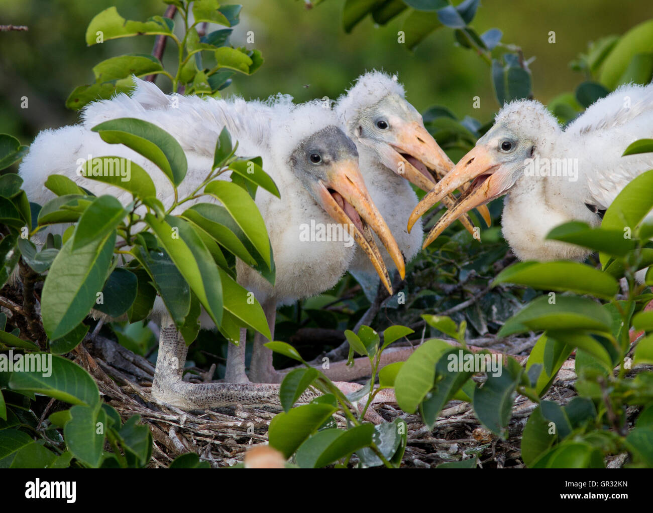 Cigogne en bois trois poussins dans une position d'agenouillement dans leur nid en attente d'un autre repas encore malgré la preuve de la dernière sur le bec Banque D'Images