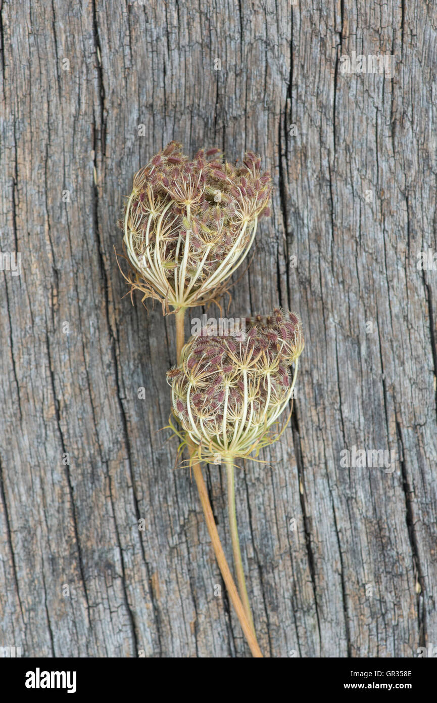 Daucus carota. La carotte sauvage grappe de fruits contenant des fruits ovales avec épines sur bois Banque D'Images