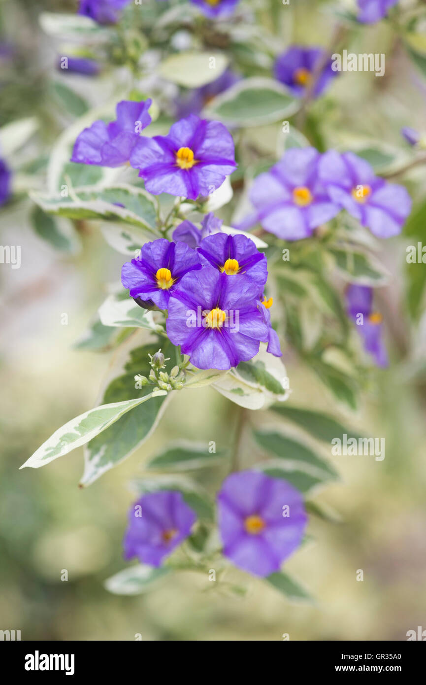 Blue Lycianthes rantonnetti 'Variegata'. Bush en fleurs de pommes de terre bleu Banque D'Images
