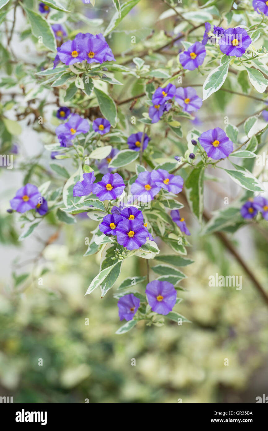 Blue Lycianthes rantonnetti 'Variegata'. Bush en fleurs de pommes de terre bleu Banque D'Images