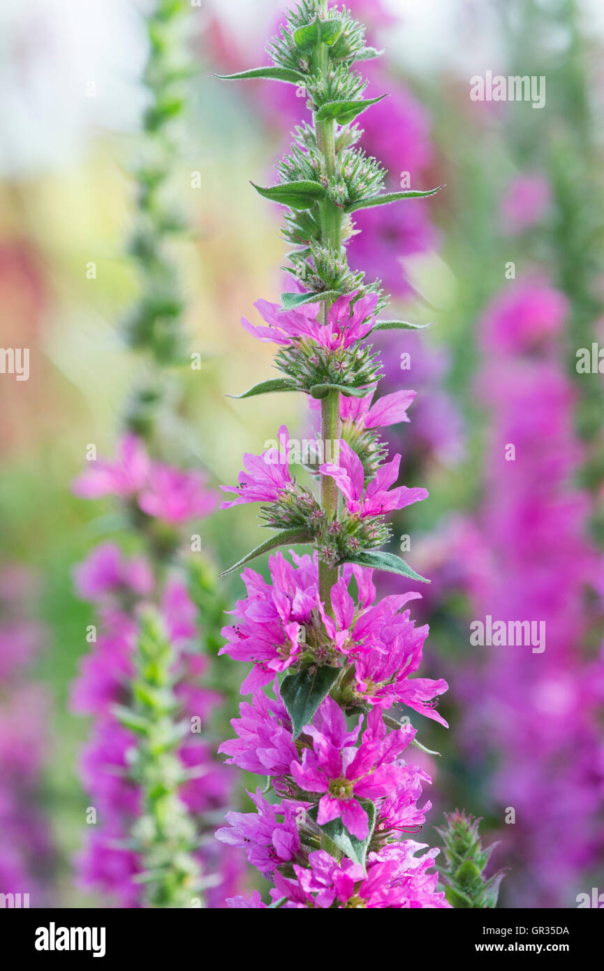 Lythrum salicaria 'Feuerkerze". La Salicaire pourpre dans un jardin anglais Banque D'Images