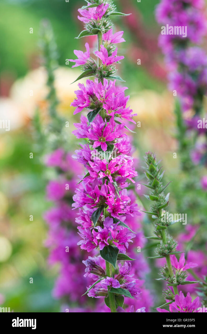 Lythrum salicaria 'Feuerkerze". La Salicaire pourpre dans un jardin anglais Banque D'Images