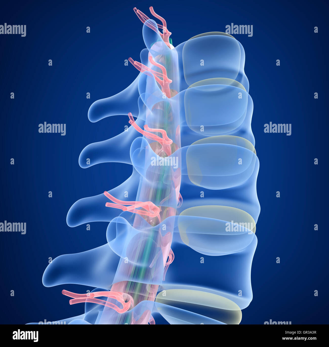 Colonne vertébrale humaine x-ray, en 3D render Banque D'Images