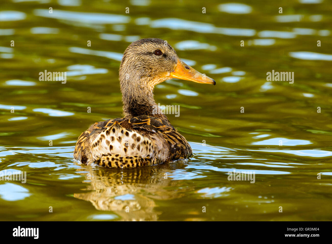 Femelle de canard colvert et ses petits Banque de photographies et d’images à haute résolution