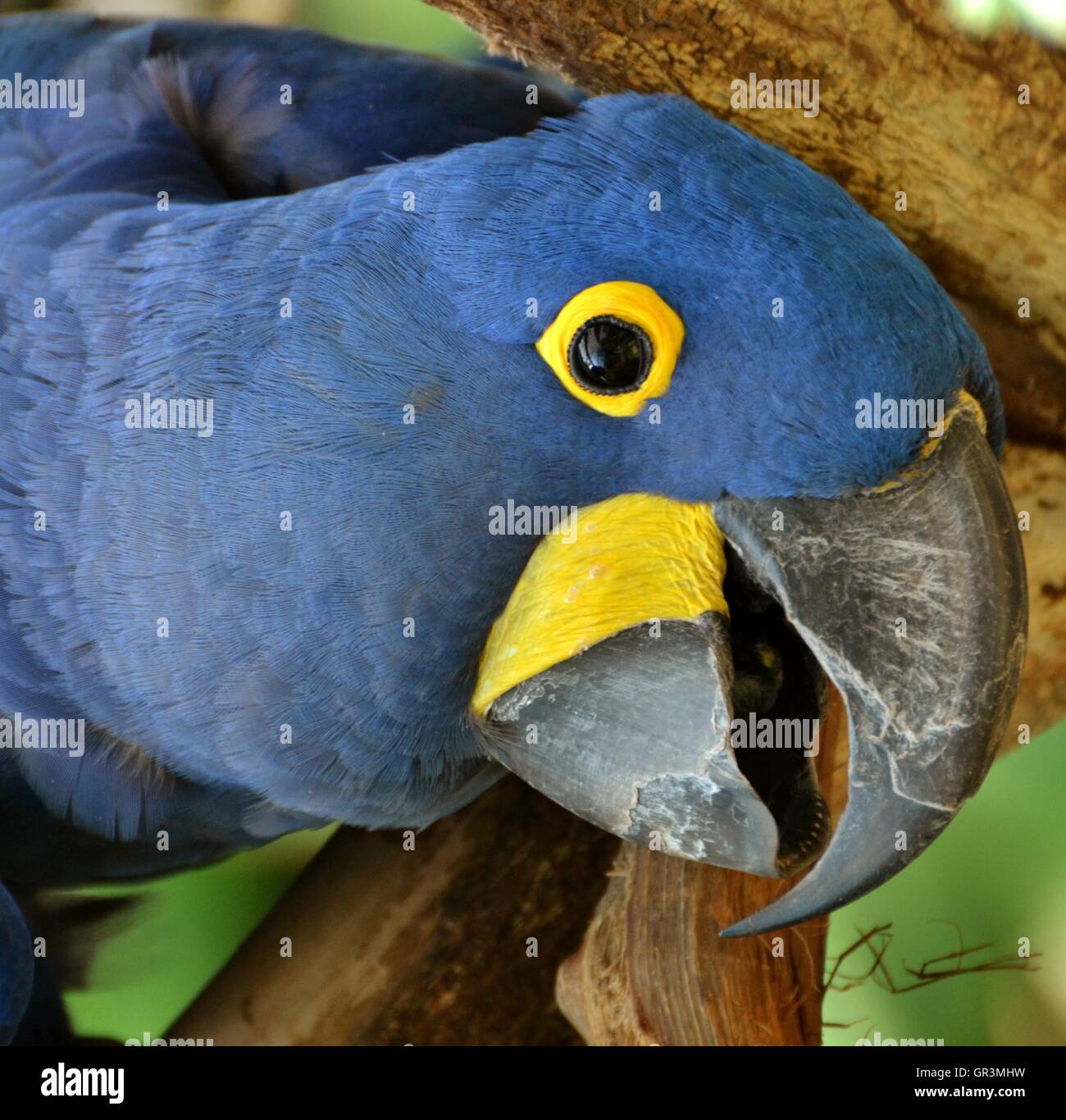 Anodorhynchus hyacinthinus Hyacinth macaw (), ou hyacinthine macaw, est un indigène Blue Parrot Jungle Amazonienne d'Amérique du Sud. Banque D'Images