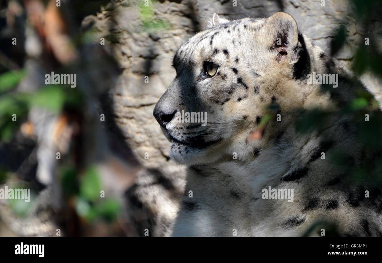 Snow Leopard (Panthera uncia), un chat originaire des montagnes de l'Asie Banque D'Images