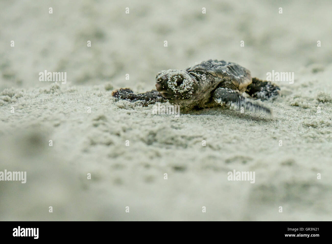 Bébé tortue caouane Caretta caretta - incubation | Caroline du Nord - Sunset Beach | les jeunes tortues menacées montée vers l'océan par le sable Banque D'Images
