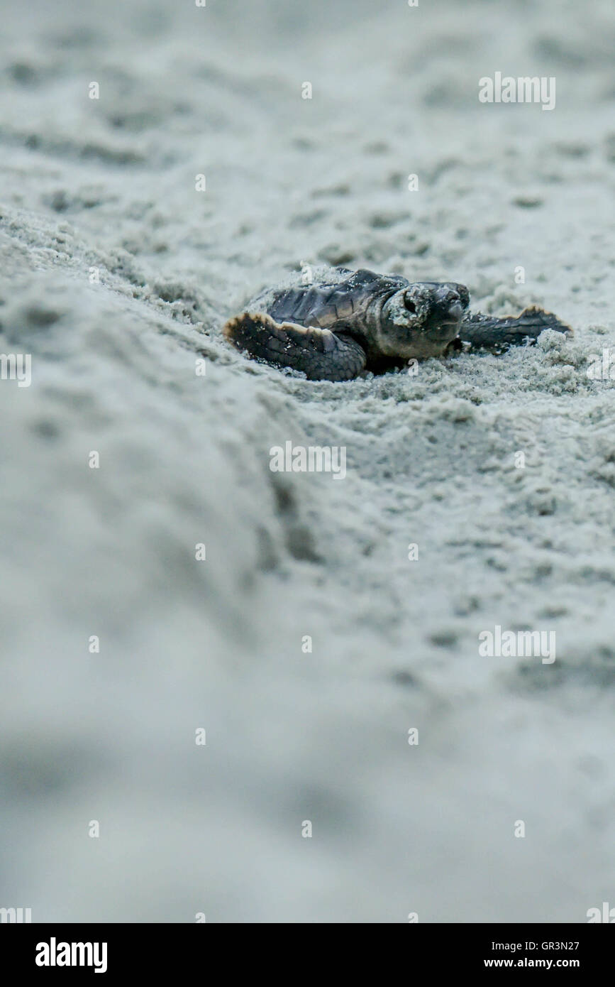 Bébé tortue caouane Caretta caretta - incubation | Caroline du Nord - Sunset Beach | les jeunes tortues menacées montée vers l'océan par le sable Banque D'Images
