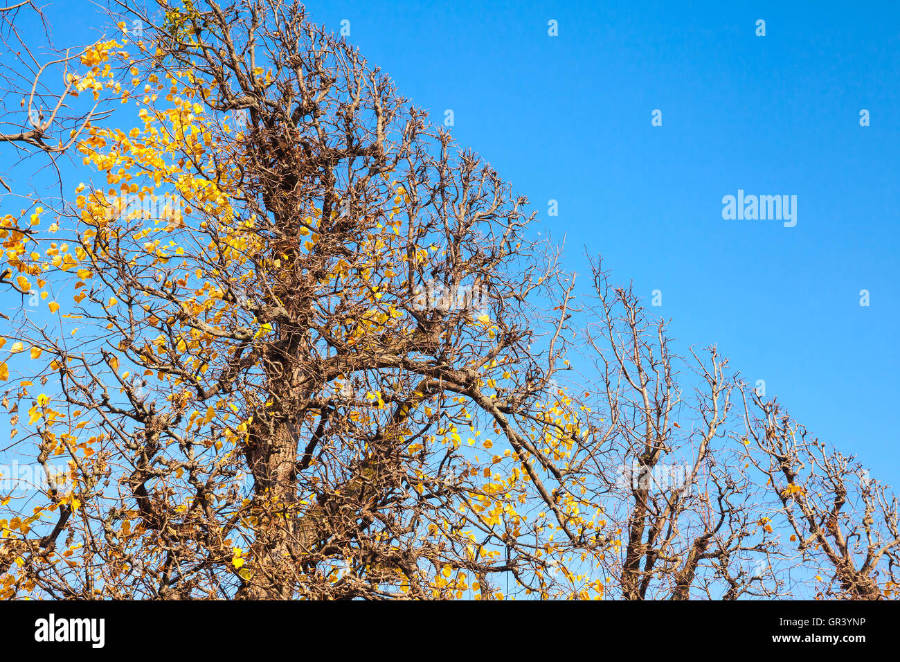 Arbre décoratif taillé dans une forme plate en automne parc. Vienne, Autriche Banque D'Images