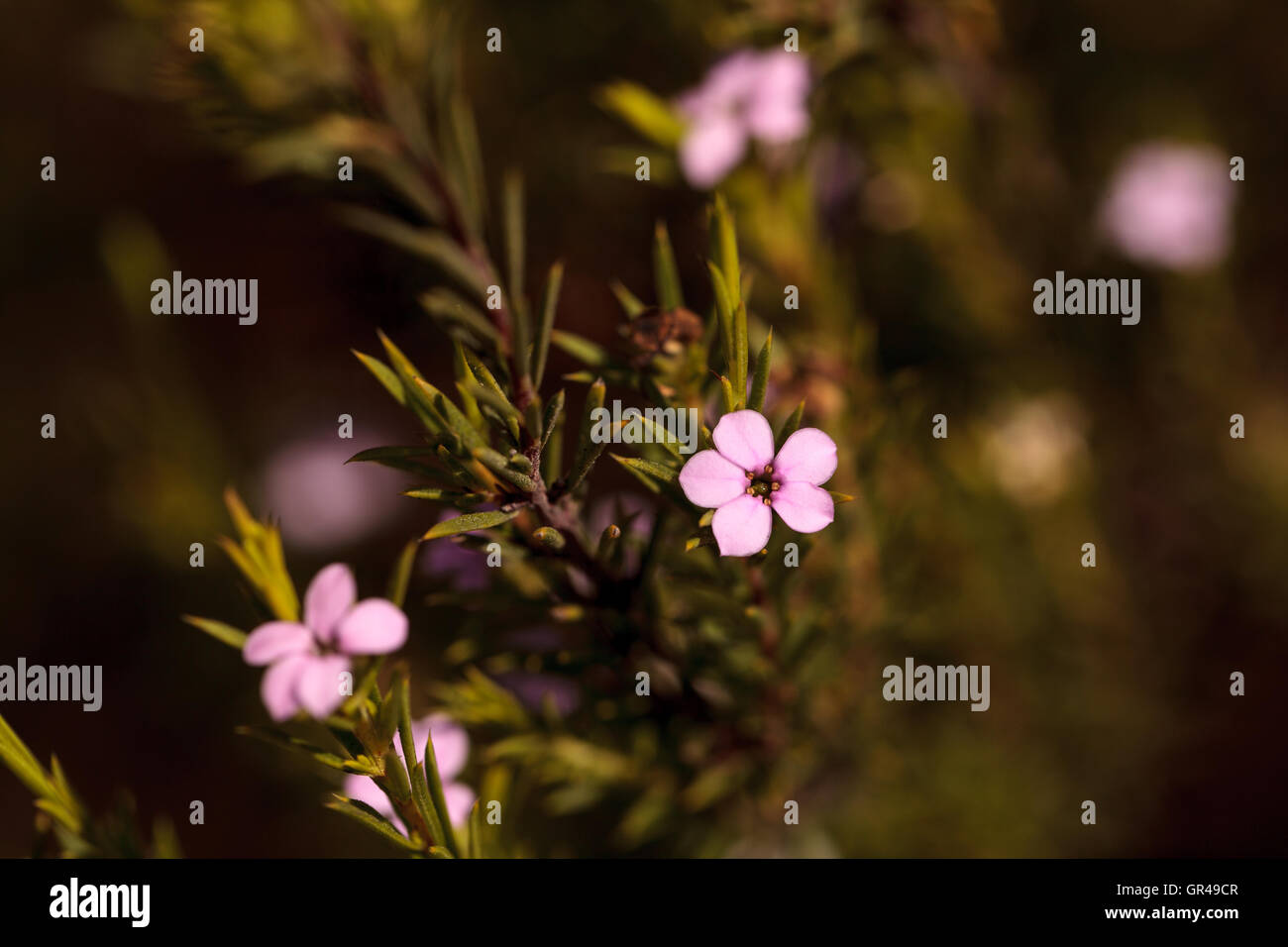 De minuscules fleurs roses sur un plateau Leptospermum Arbre buisson poussant dans un jardin botanique en été Banque D'Images