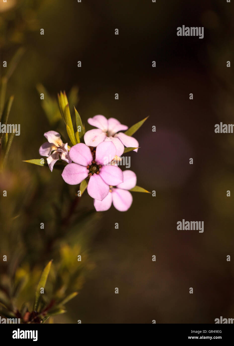 De minuscules fleurs roses sur un plateau Leptospermum Arbre buisson poussant dans un jardin botanique en été Banque D'Images