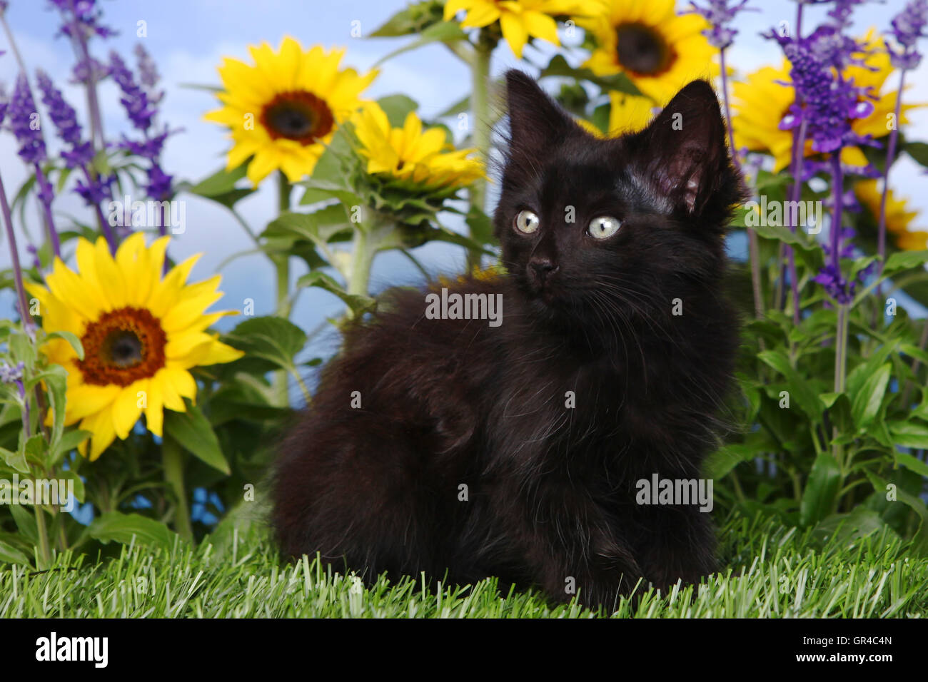 Chaton noir mignon dans le jardin avec des tournesols et Salvia Banque D'Images