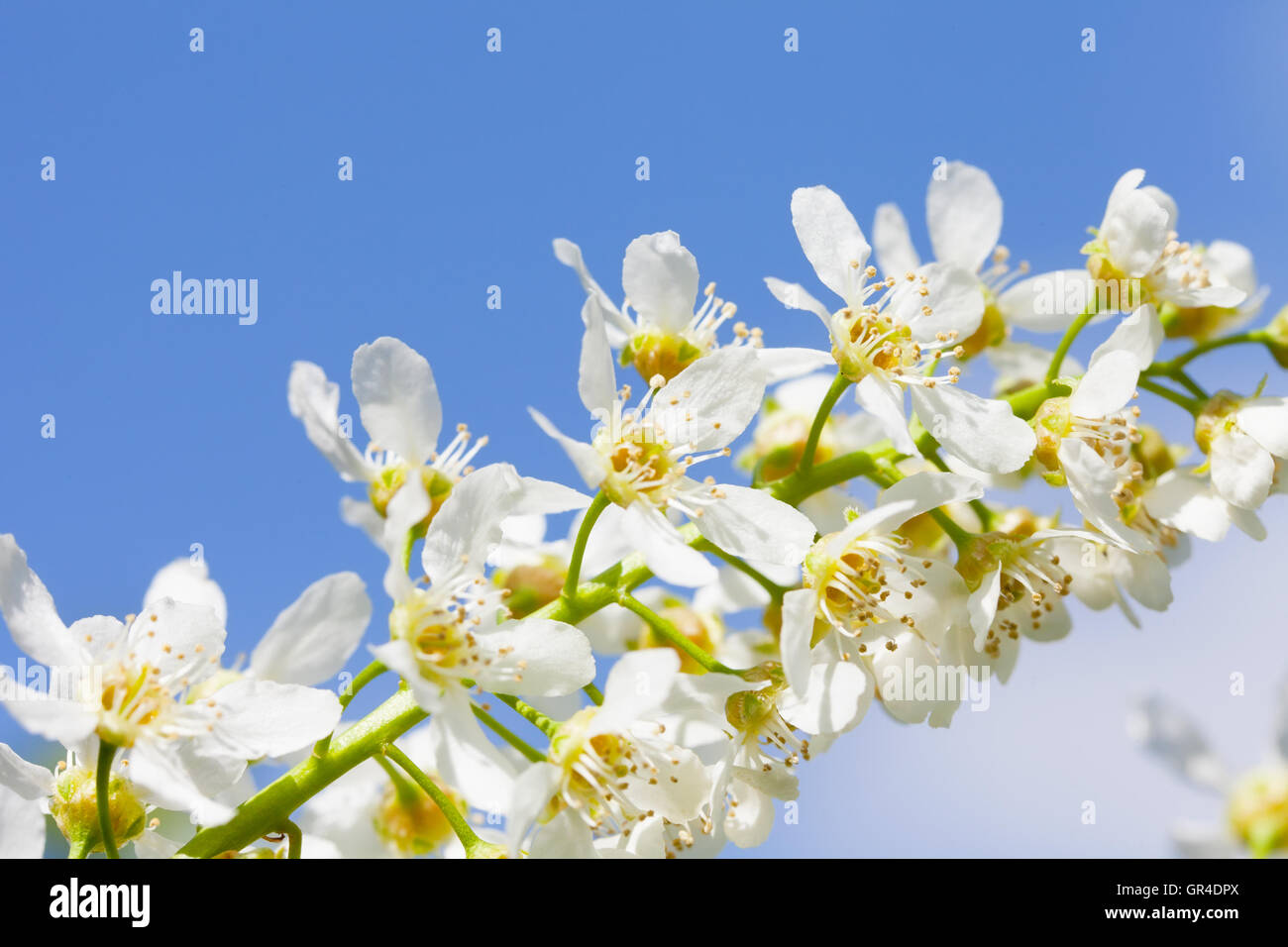 Blossoming bird cherry contre le ciel bleu Banque D'Images