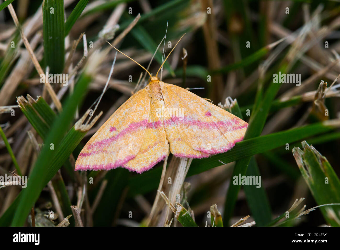 Un Haematopis La stellaire Geometer (grataria) reposant dans une pelouse, Indiana, United States Banque D'Images
