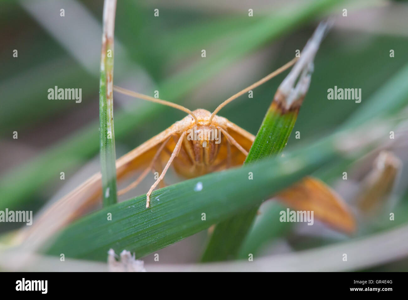 Un gros plan d'un géomètre (Haematopis Mouron grataria) reposant sur des brins d'herbe, Indiana, United States Banque D'Images