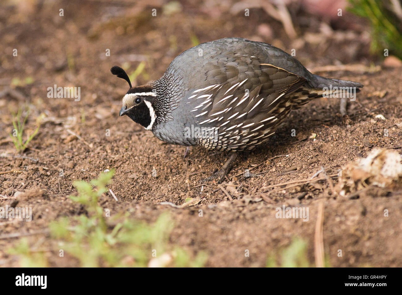 Colin de Californie (mâle), un petit oiseau vivant au sol avec une crête en courbe ou plume, composée de six plumes, qui s'affaisse vers l'avant. Banque D'Images