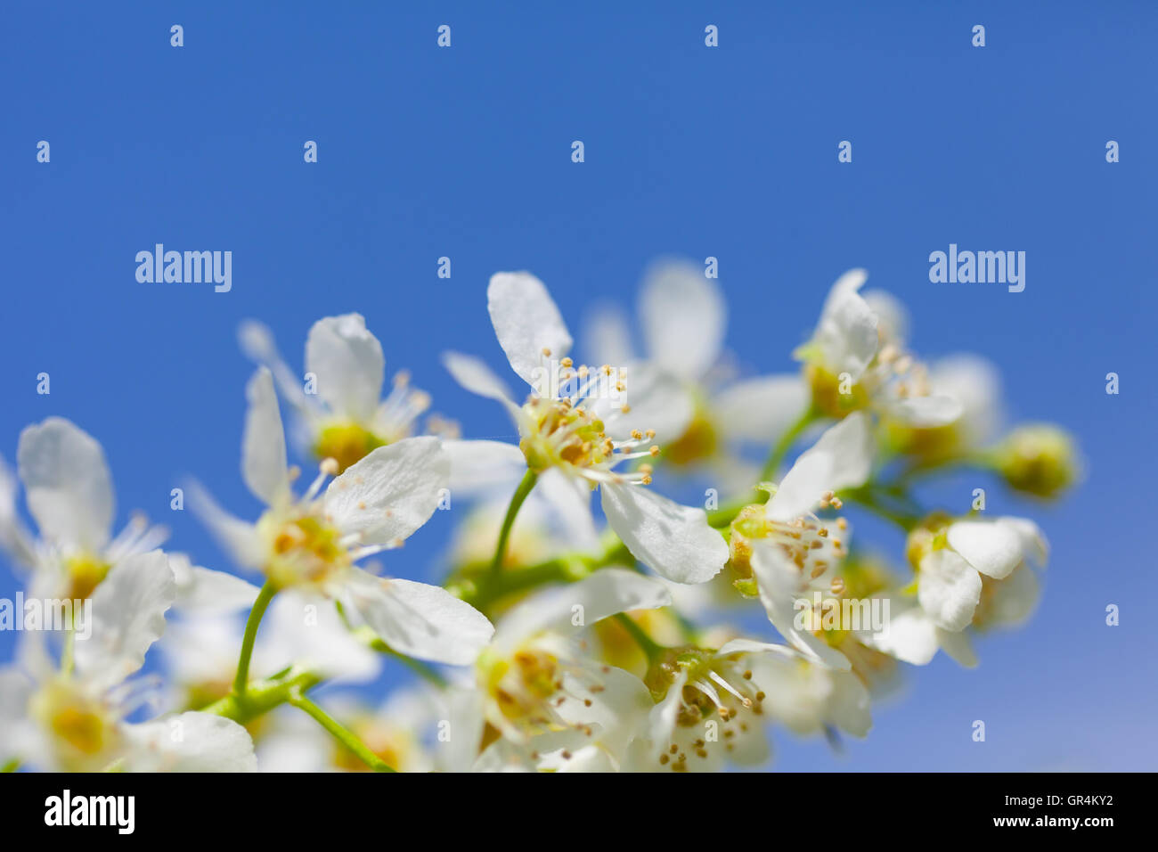 Blossoming bird cherry contre le ciel bleu Banque D'Images
