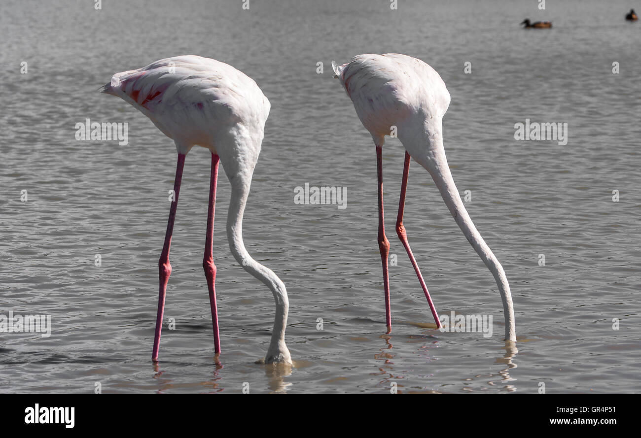 Flamants Roses en Camargue blanc région de France Banque D'Images