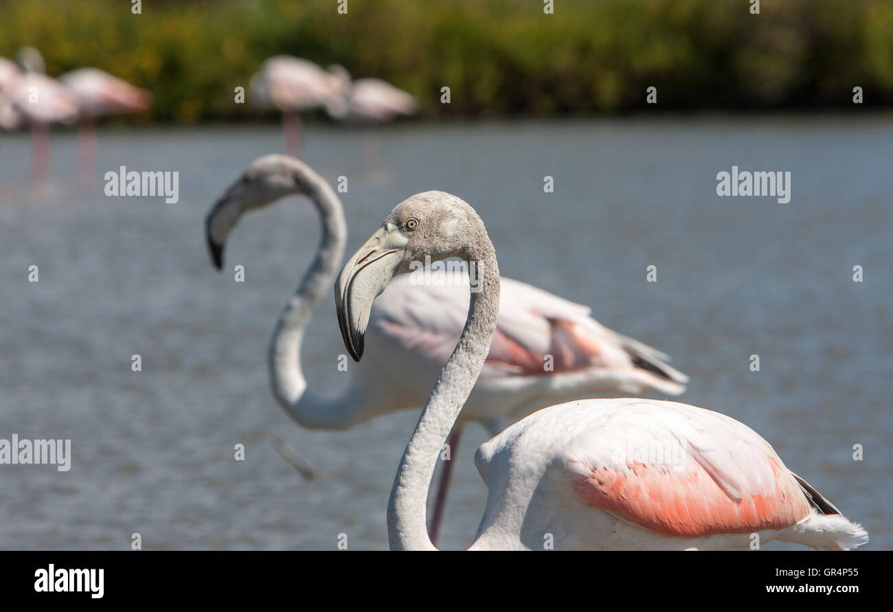 Flamants Roses en Camargue blanc région de France Banque D'Images