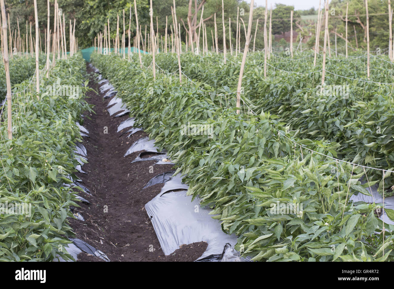 Capsicum annuum agriculture, Pune, Maharashtra, Inde Banque D'Images